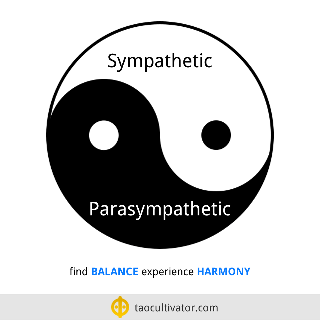 balance and harmony - parasympathetic and sympathetic